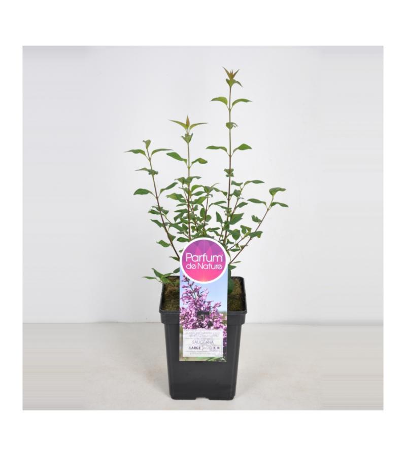 Sering (syringa chinensis "Saugeana") 