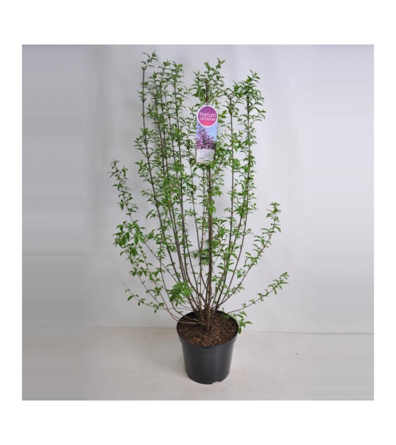 Sering (syringa chinensis "Saugeana") 