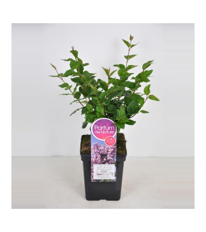 Dwergsering (syringa "Josee")