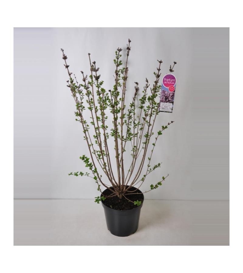 Dwergsering (syringa "Josee")