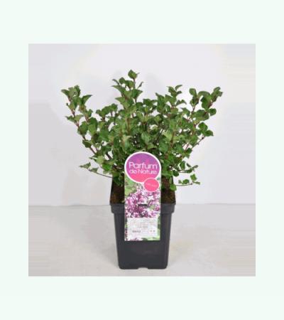 Dwergsering (syringa meyeri "Palibin")