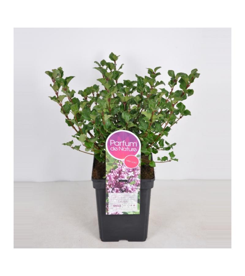 Dwergsering (syringa meyeri "Palibin")