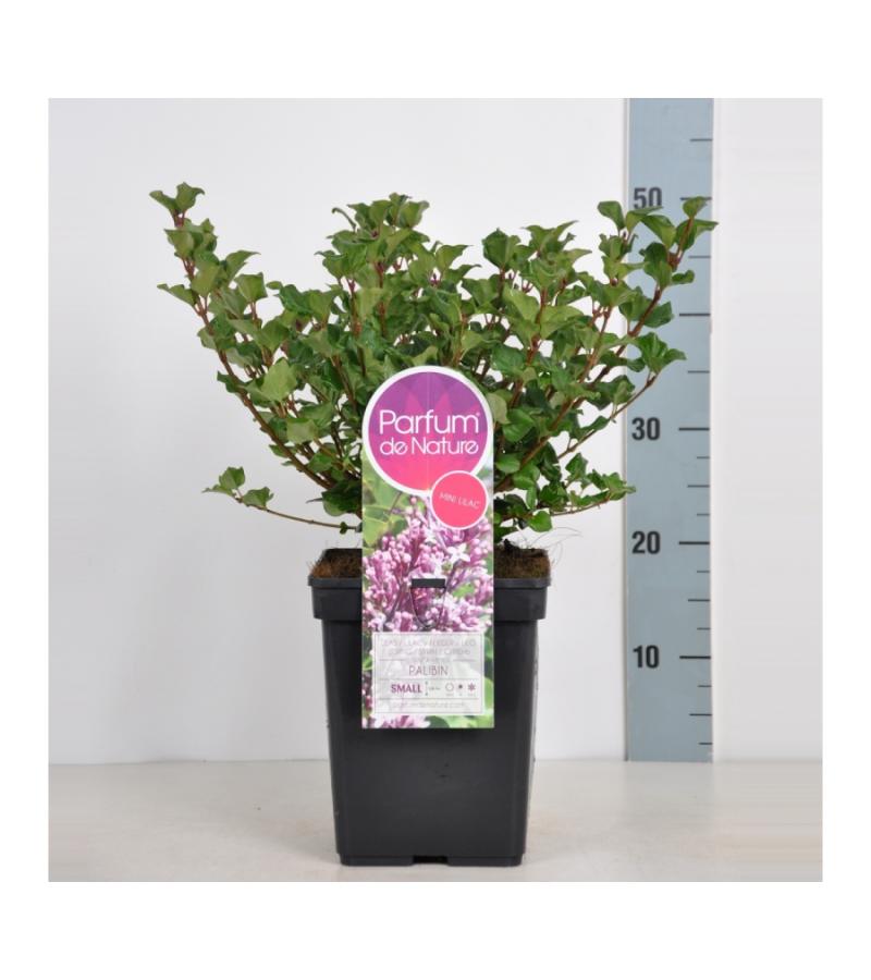 Dwergsering (syringa meyeri "Palibin")