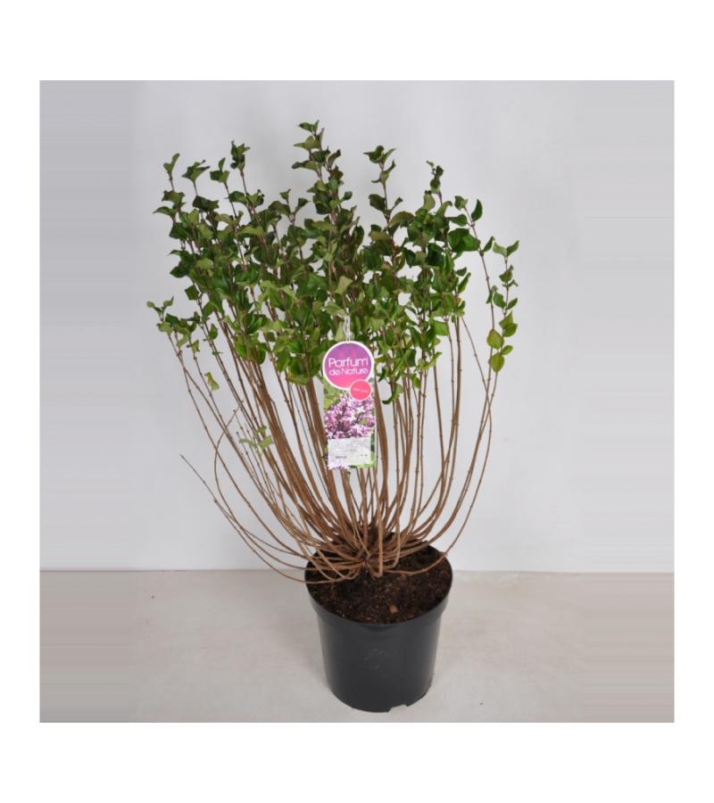 Dwergsering (syringa meyeri "Palibin")