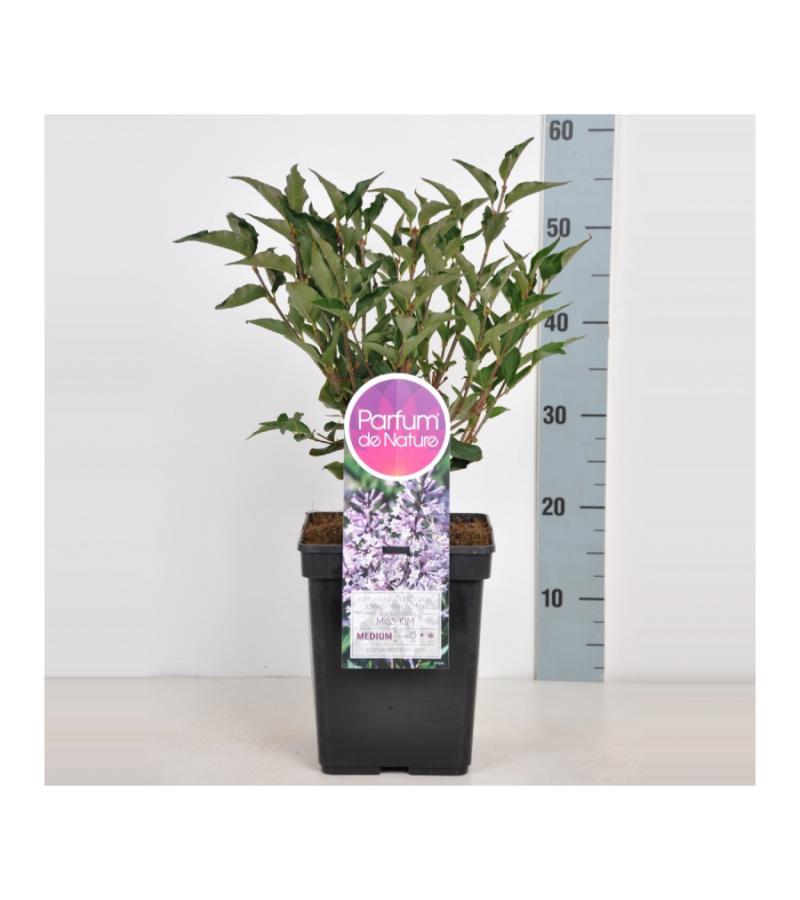 Dwergsering (syringa patula "Miss Kim") 
