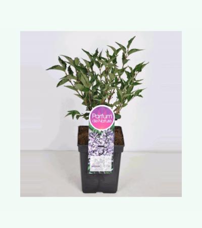 Dwergsering (syringa patula "Miss Kim") 