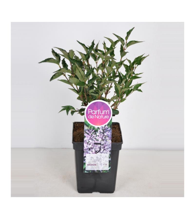 Dwergsering (syringa patula "Miss Kim") 