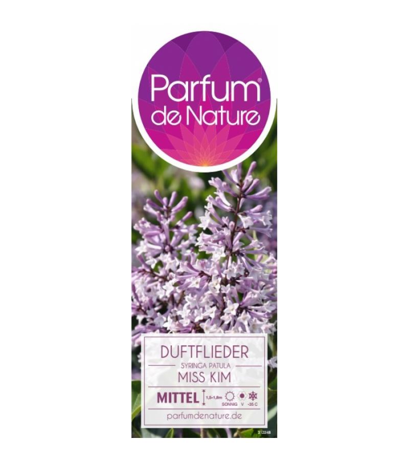 Dwergsering (syringa patula "Miss Kim") 