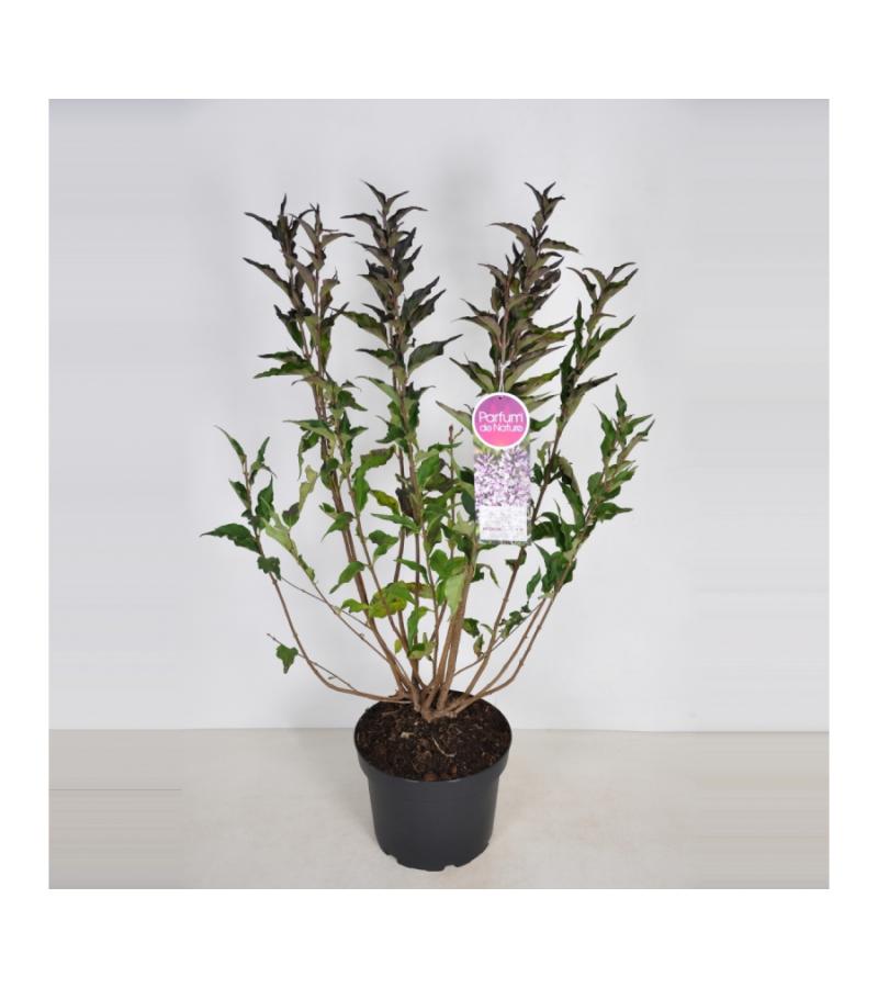 Dwergsering (syringa patula "Miss Kim") 