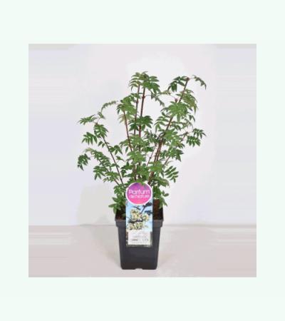 Sering (syringa pinnatifolia)