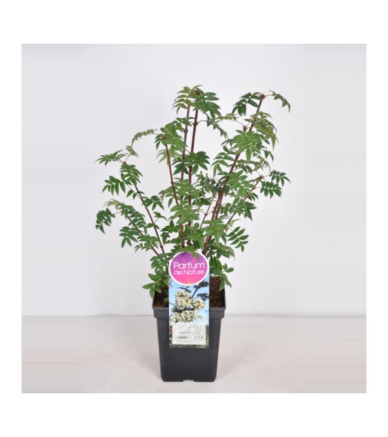 Sering (syringa pinnatifolia)