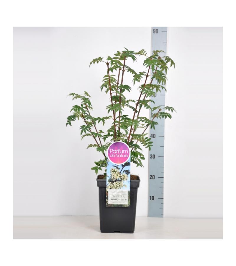 Sering (syringa pinnatifolia)