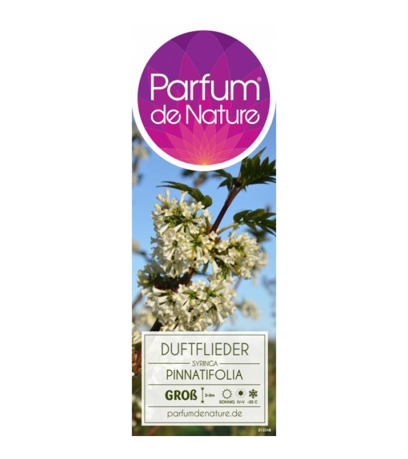 Sering (syringa pinnatifolia)