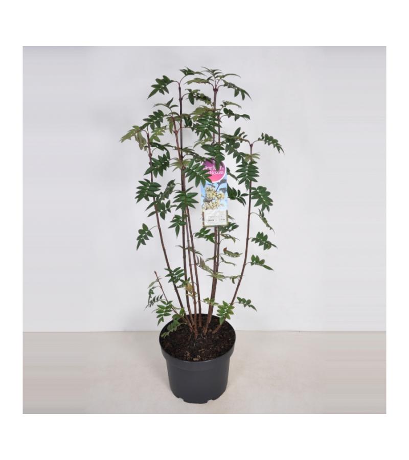 Sering (syringa pinnatifolia)