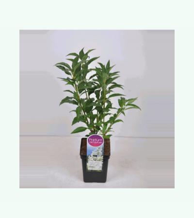 Sering (syringa villosae "Agnes Smith") 