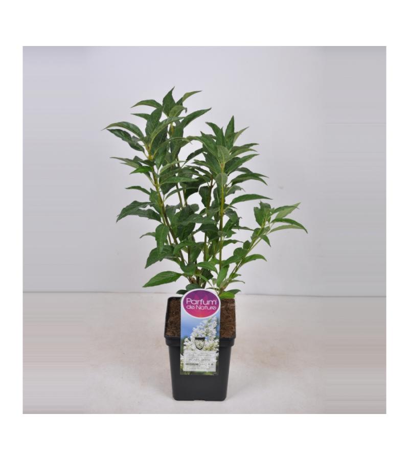 Sering (syringa villosae "Agnes Smith") 