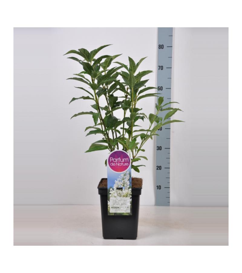 Sering (syringa villosae "Agnes Smith") 