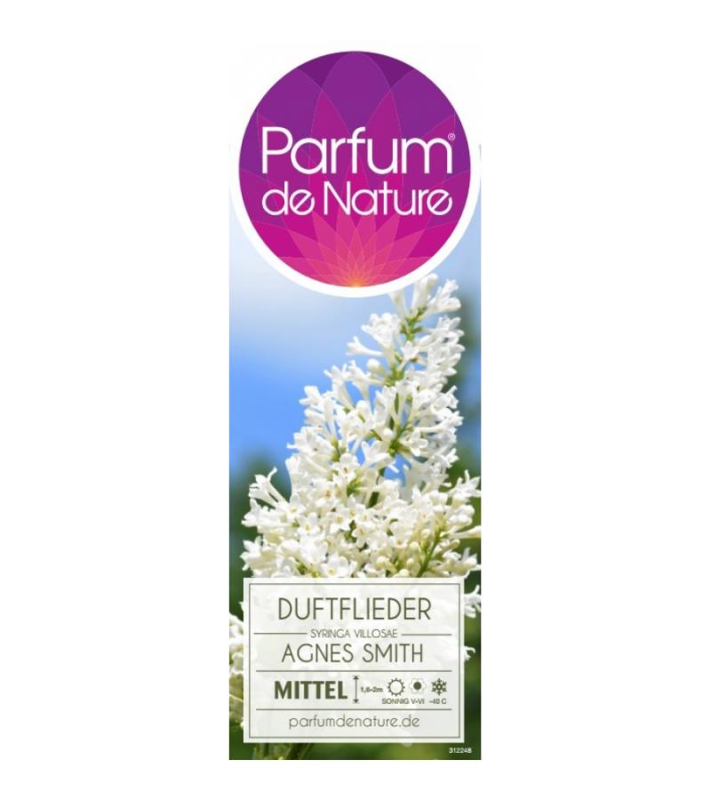 Sering (syringa villosae "Agnes Smith") 