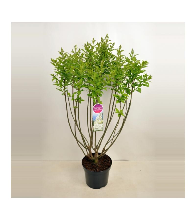 Sering (syringa villosae "Agnes Smith") 