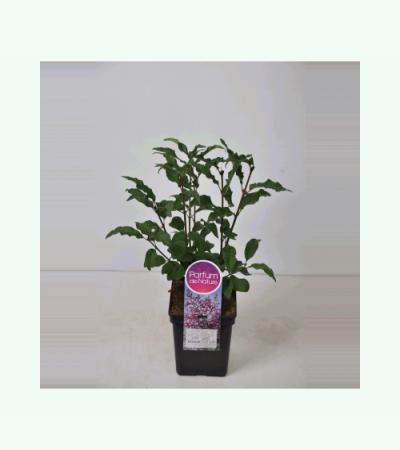 Sering (syringa villosae "Lark Song")