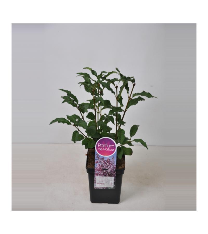 Sering (syringa villosae "Lark Song")