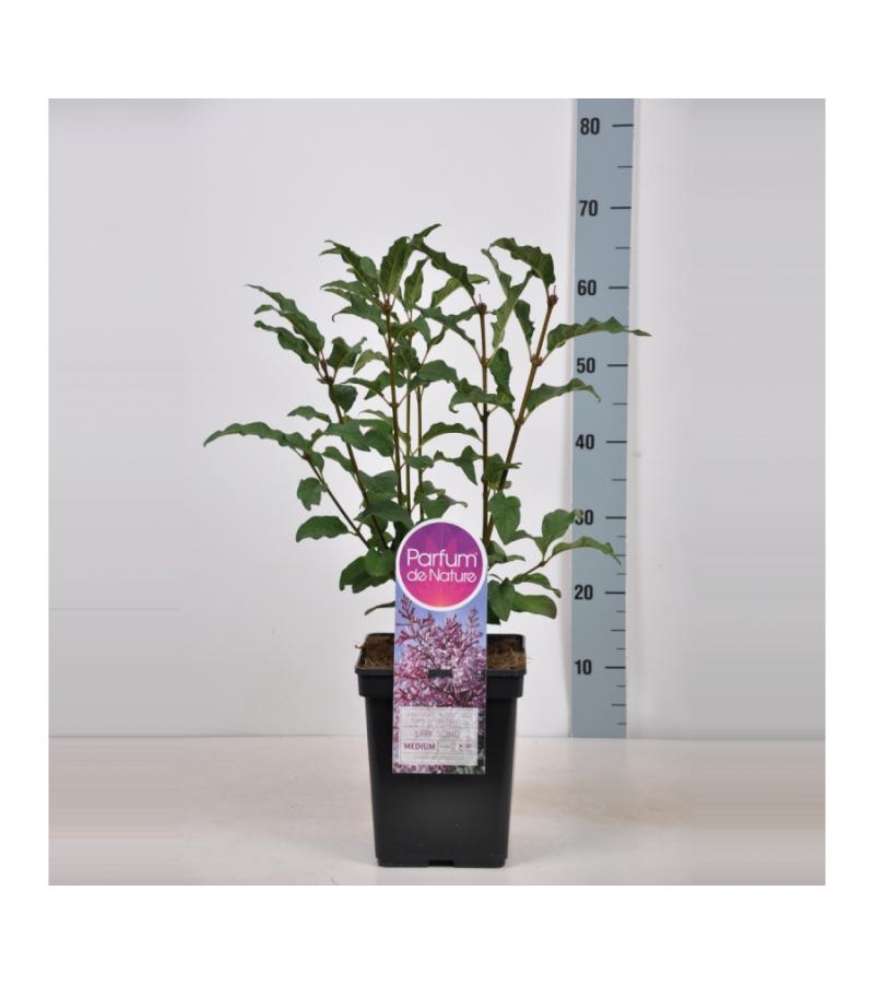 Sering (syringa villosae "Lark Song")