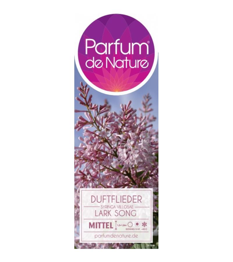 Sering (syringa villosae "Lark Song")