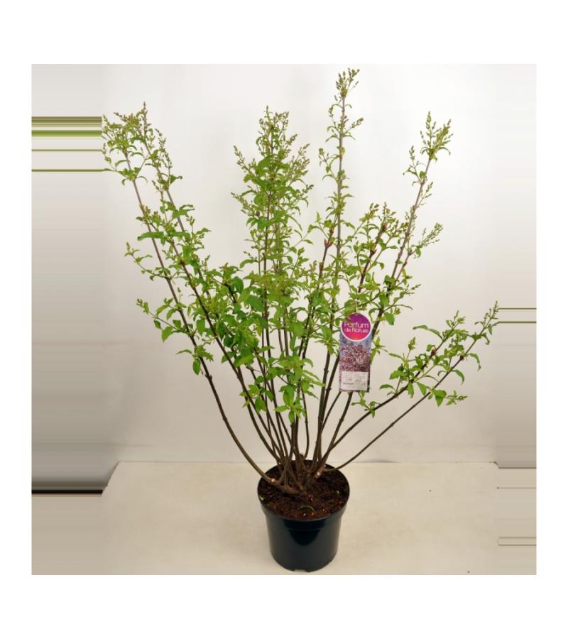 Sering (syringa villosae "Lark Song")