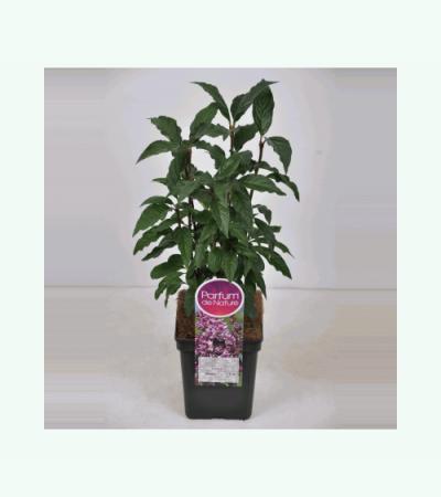 Sering (syringa villosae "Minuet")