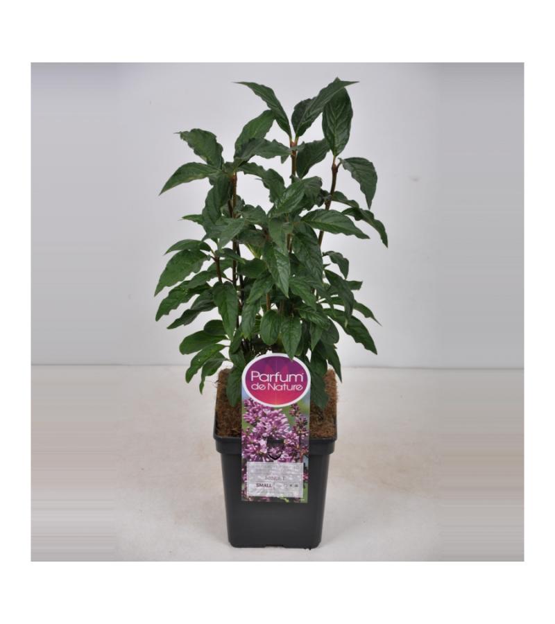 Sering (syringa villosae "Minuet")