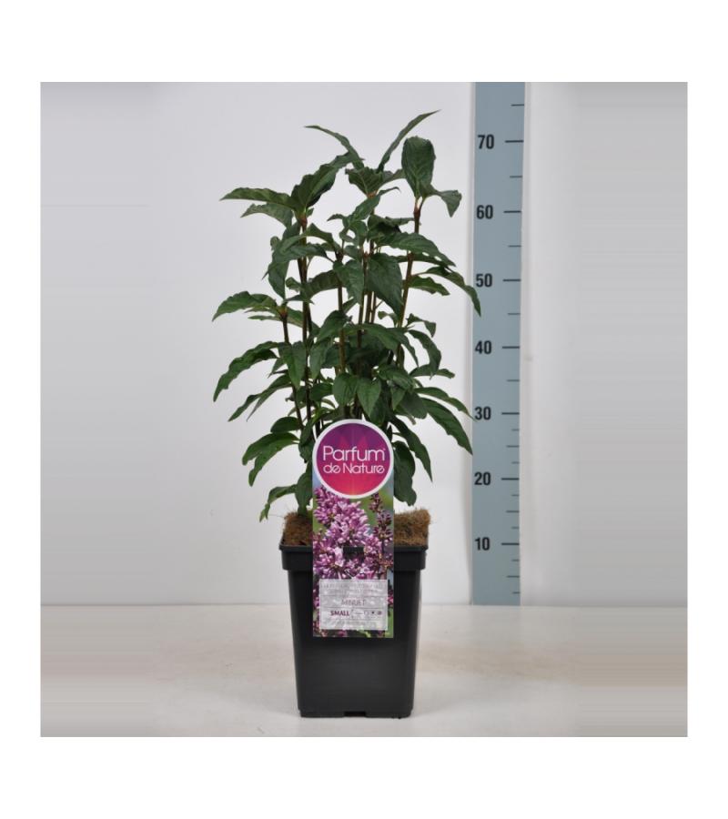 Sering (syringa villosae "Minuet")