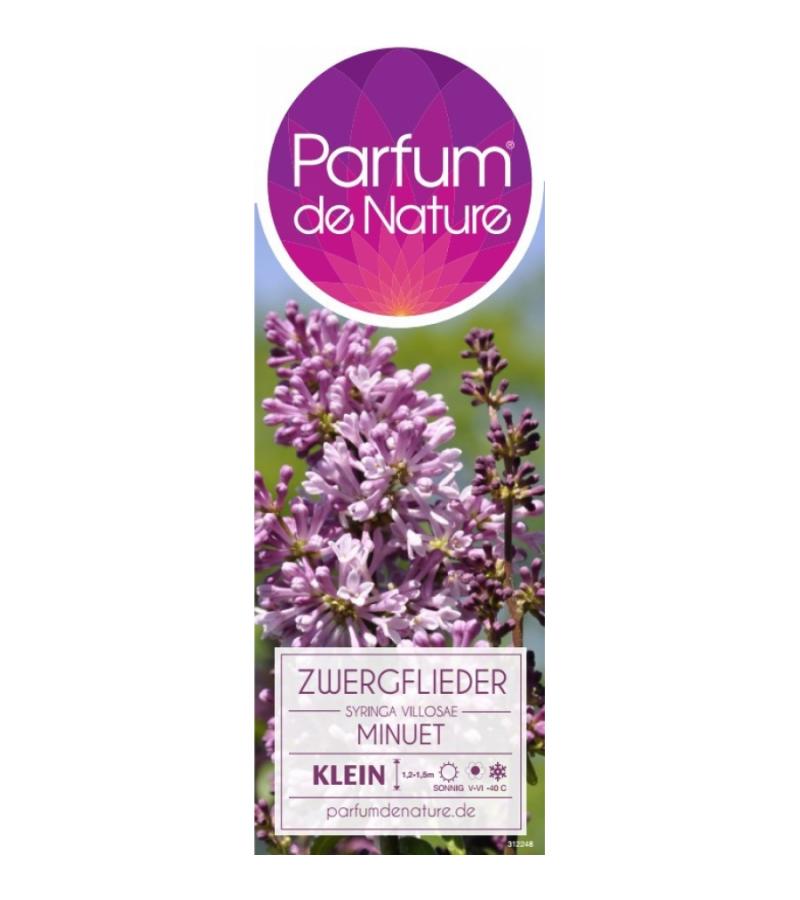 Sering (syringa villosae "Minuet")