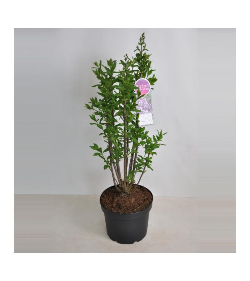 Sering (syringa villosae "Minuet")