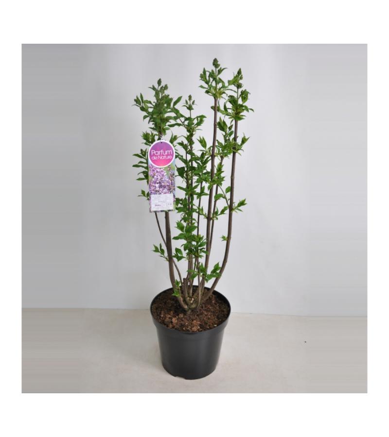 Sering (syringa villosae "Minuet")