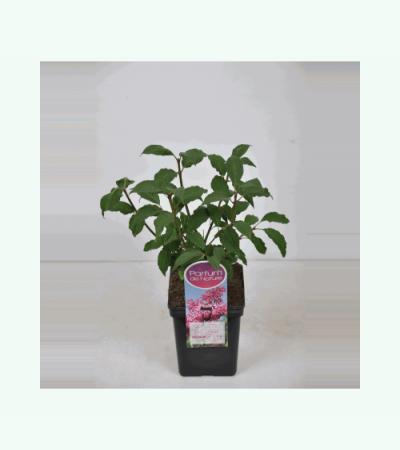 Sering (syringa villosae "Miss Canada")