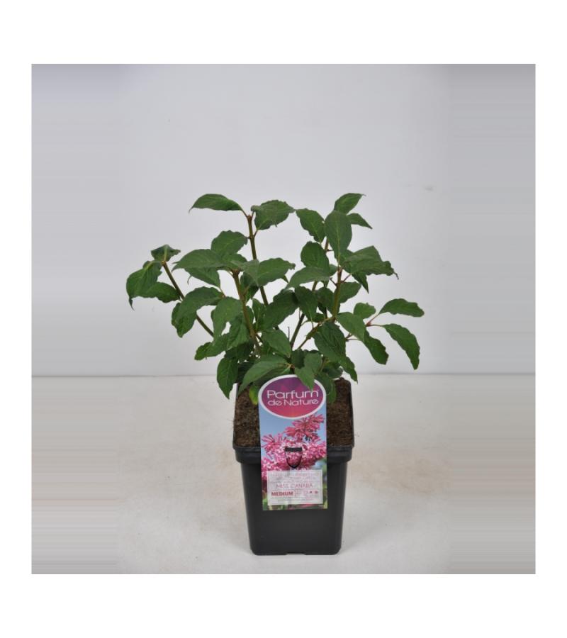 Sering (syringa villosae "Miss Canada")