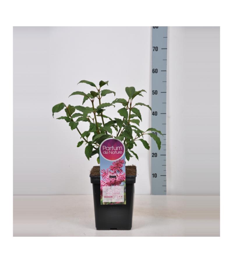 Sering (syringa villosae "Miss Canada")