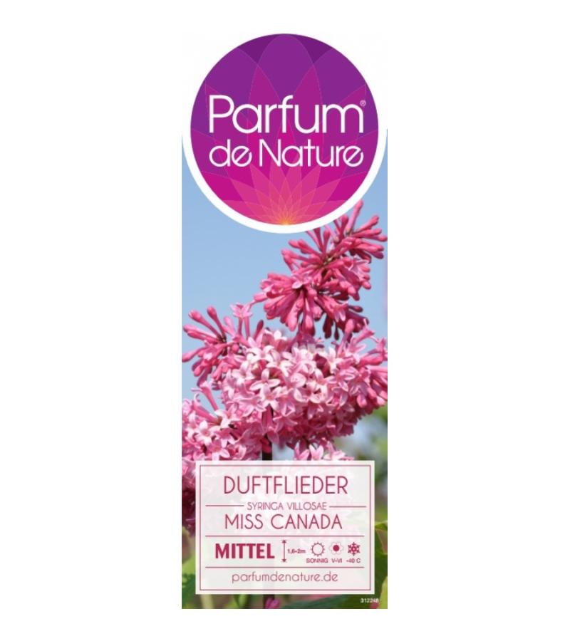 Sering (syringa villosae "Miss Canada")