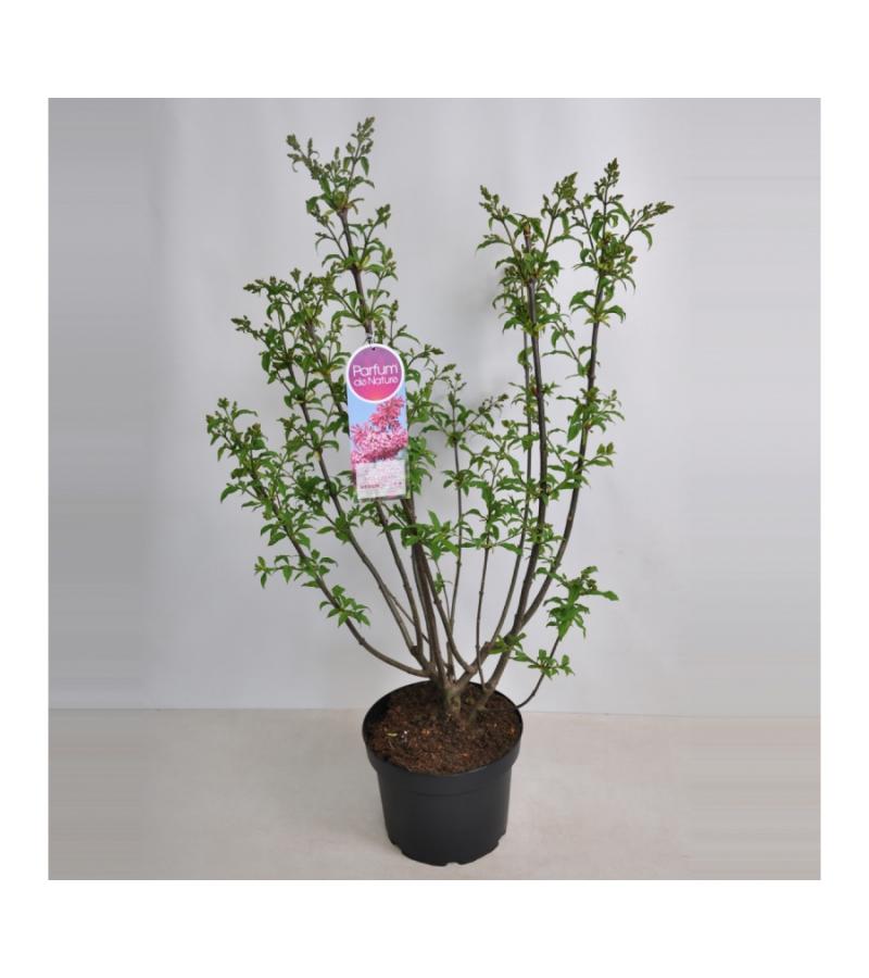 Sering (syringa villosae "Miss Canada")