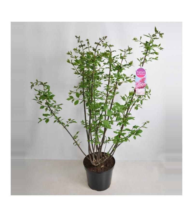 Sering (syringa villosae "Miss Canada")