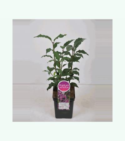 Sering (syringa villosae "Red Wine")