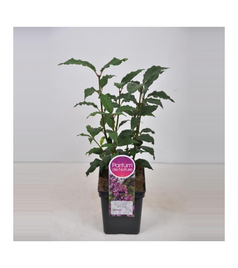 Sering (syringa villosae "Red Wine")