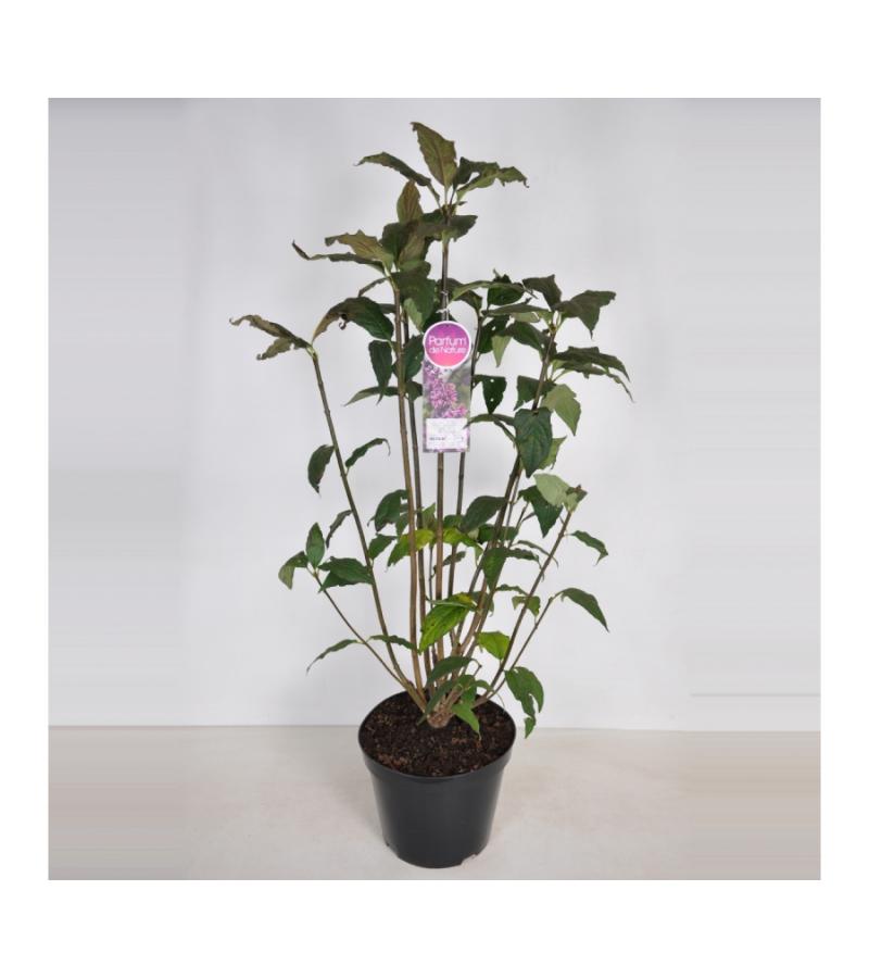 Sering (syringa villosae "Red Wine")