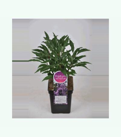 Sering (syringa villosae "Royalty")