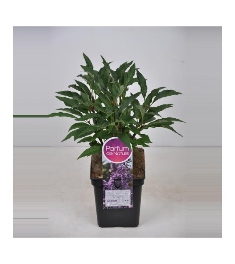 Sering (syringa villosae "Royalty")