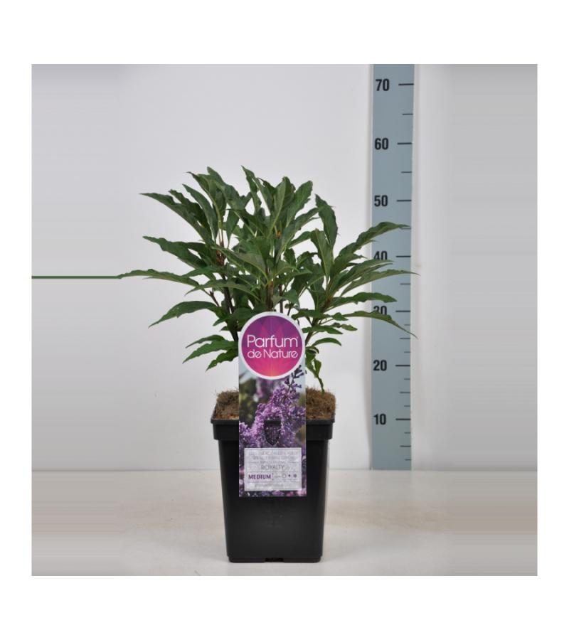 Sering (syringa villosae "Royalty")