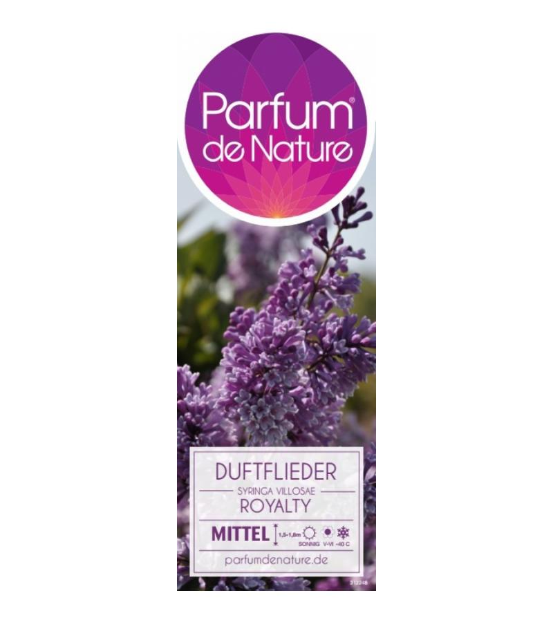 Sering (syringa villosae "Royalty")