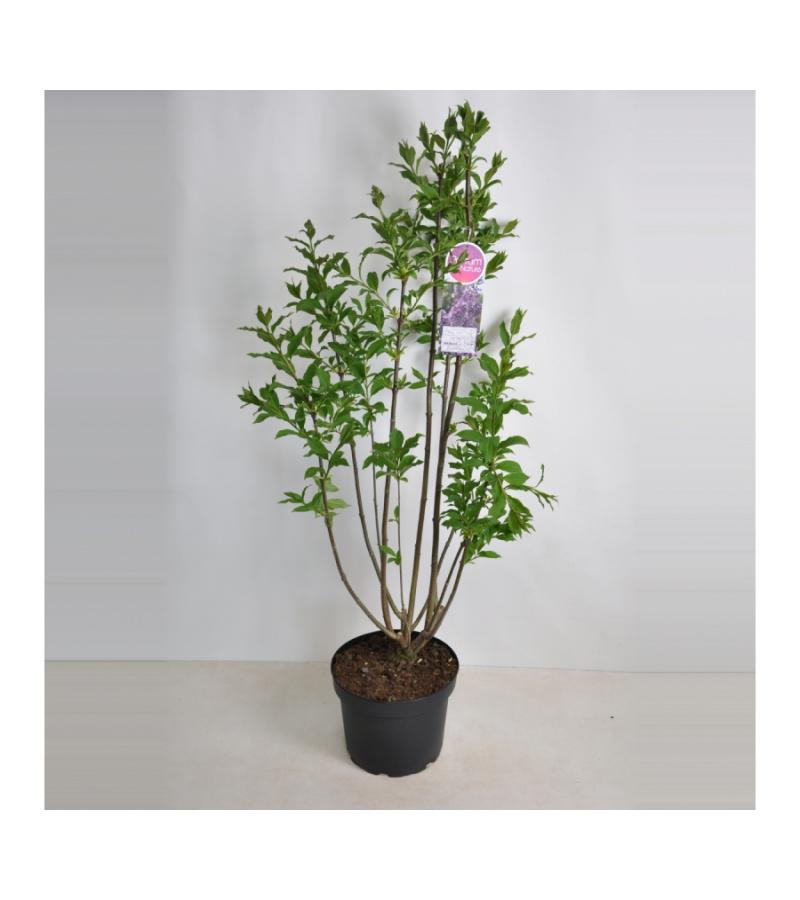 Sering (syringa villosae "Royalty")