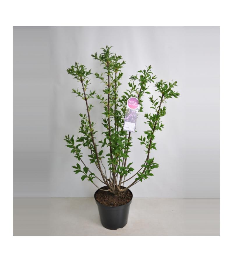 Sering (syringa villosae "Royalty")