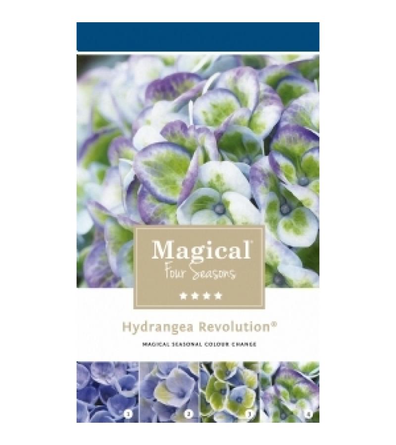 Hydrangea Macrophylla "Magical Revolution Blue"® boerenhortensia